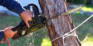 How Our Tree Care Process Works  in  Cadiz, KY