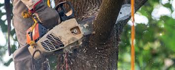 Best Fruit Tree Pruning  in Cadiz, KY