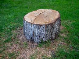 Best Stump Grinding and Removal  in Cadiz, KY