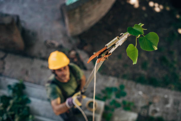 Best Commercial Tree Services  in Cadiz, KY