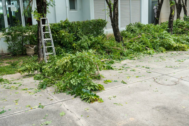 Best Root Management and Removal  in Cadiz, KY