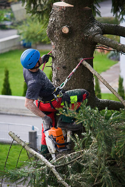 Reliable Cadiz, KY Tree Services Solutions