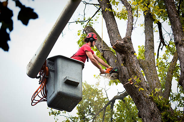 Best Tree Disease Treatment  in Cadiz, KY