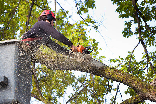 Best Hazardous Tree Removal  in Cadiz, KY