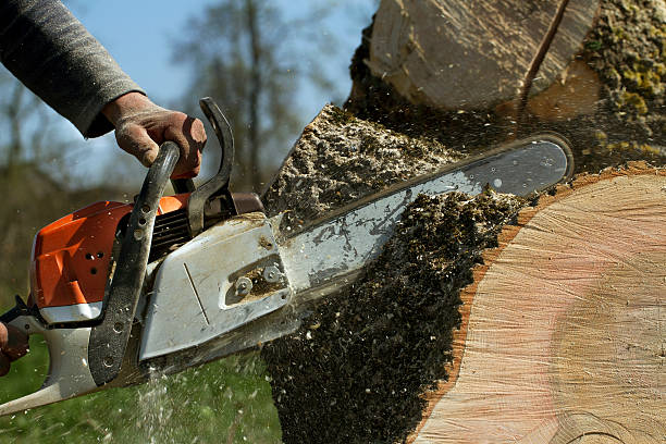 Best Emergency Tree Removal  in Cadiz, KY