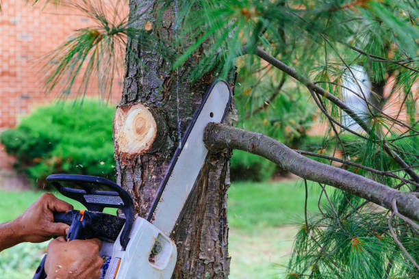 Best Tree Removal  in Cadiz, KY